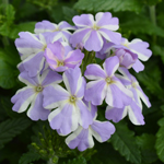 Verbena Voodoo Lavender Star